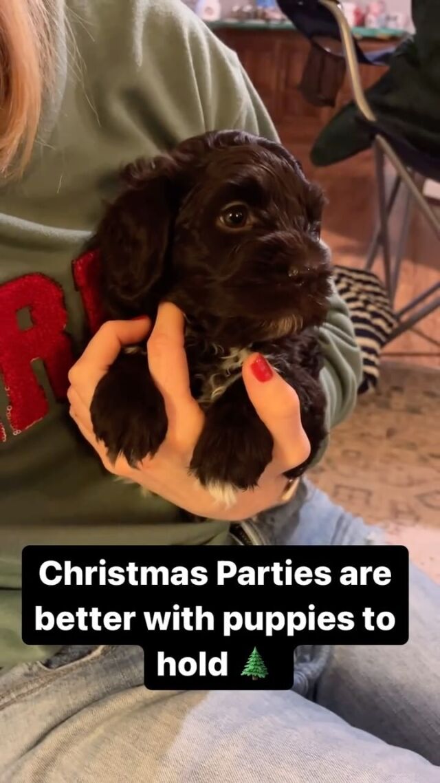🌲 🎁 🐶
