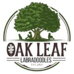Oak Leaf Labradoodles
